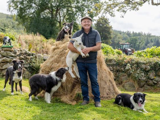 Cullen's Sheep Farm