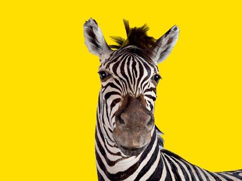 Family Tours in the Dead Zoo Lab